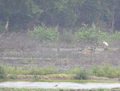 Juvenile Yellow-crowned Night-Heron, Black-necked Stilts and White Ibis in the distance.