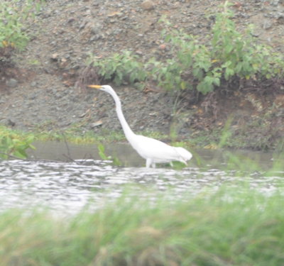 Great Egret