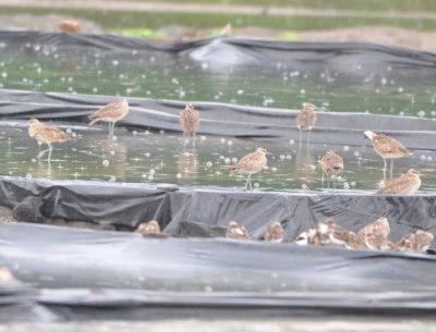 Several Whimbrels with Ruddy Turnstones in the foreground