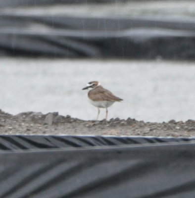 Wilson's Plover