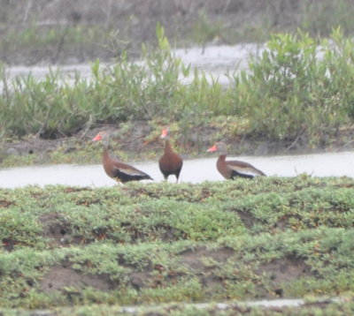 Black-bellied Whistling Ducks