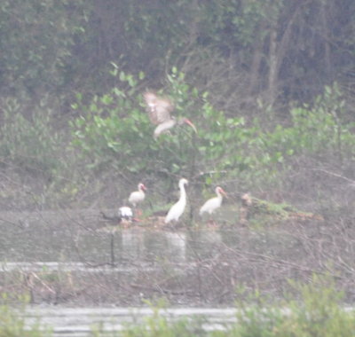 White Ibis, including an immature one flapping its wings, and a Great Egret