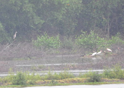 Immature Yellow-crowned Night-Heron and White Ibis in the drizzle at the salt pond at La Ensenada, CR