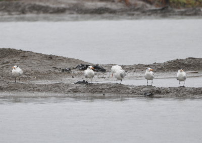 Royal Terns