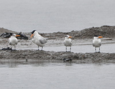 Closer look at the Royal Terns at the salt ponds
