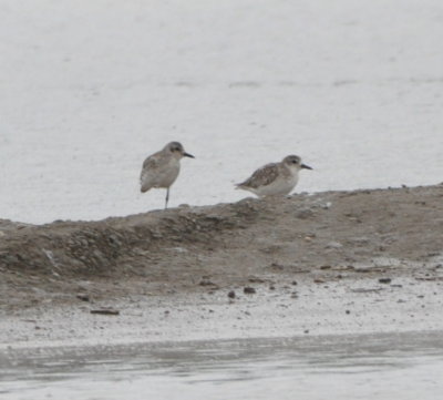 Wilson's Plovers