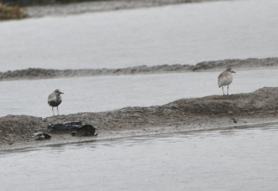 Black-bellied Plover and Wilson's Plover (long, thick bill)