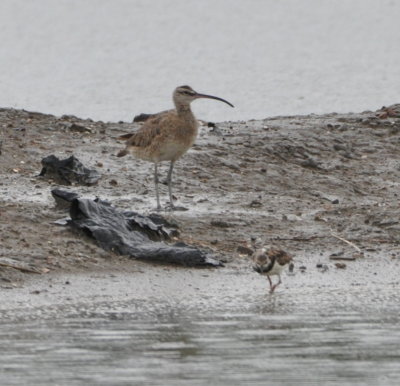 Whimbrel and Ruddy Turnstone
