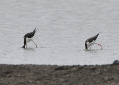 Black-necked Stilts