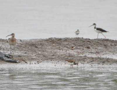 Whimbrel, Ruddy Turnstone, plover and Black-necked Stilt