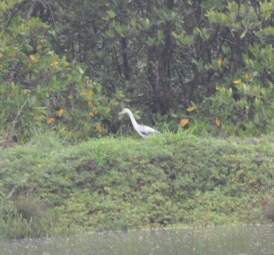 Immature Little Blue Heron