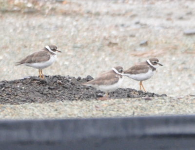 Semipalmated Plovers?