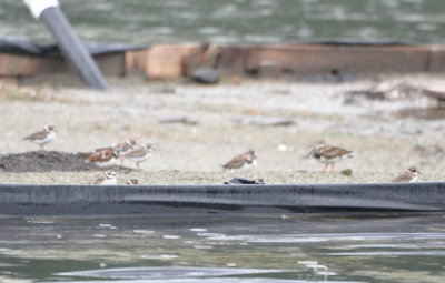 Plovers and Ruddy Turnstones