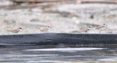 Piping Plovers or Semipalmated Plovers
The former are rare and the latter were reported by Kannan to eBird, but there is no black on these birds; they seem to have the plain faces and washed out appearance that field guides describe as Piping Plover.