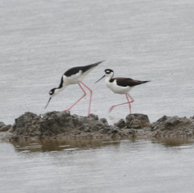 Black-necked Stilts