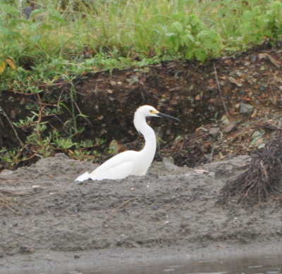 Snowy Egret