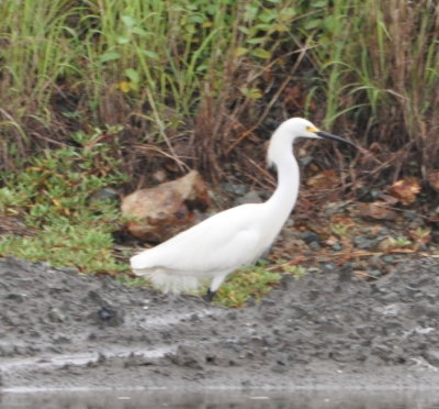 Snowy Egret