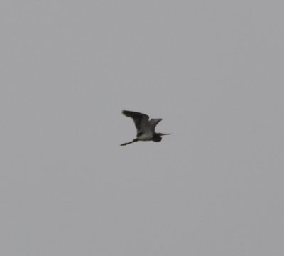 Tricolored Heron
