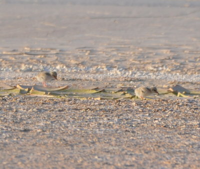 DSC_0636b.JPG