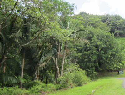 The forest along the Main Ridge of Tobago