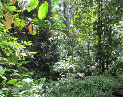 The forest of Main Ridge Reserve, Tobago, TT