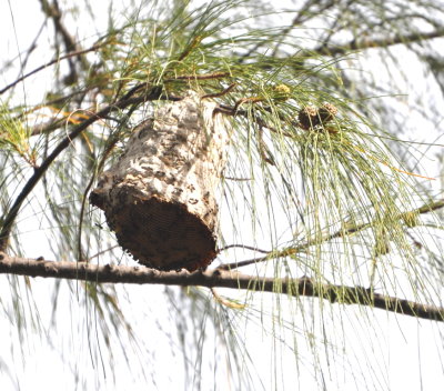 Wasp nest