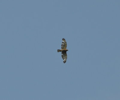 Broad-winged Hawk?