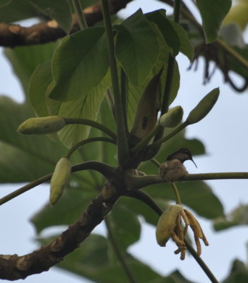 Female Black-throated Mango
on her nest