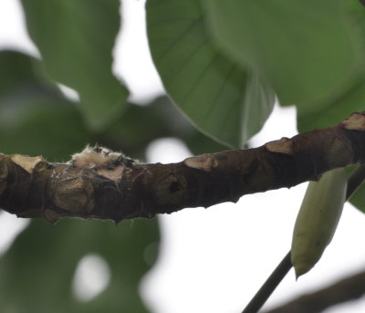 Black-throated Mango hummingbird nest