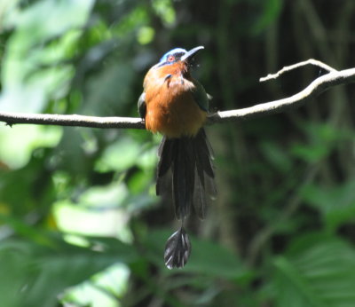 Trinidad Motmot