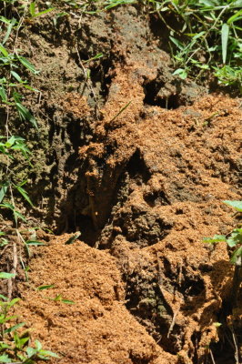 Ant nest on Main Ridge Reserve Road