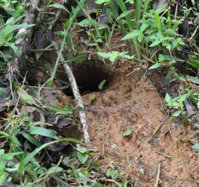 Leaf-cutter ant nest