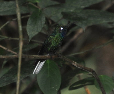 White-tailed Sabrewing