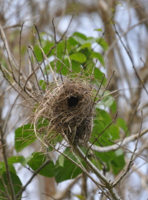 Bananaquit nest