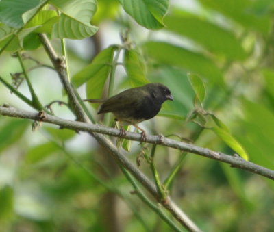 Black-faced Grassquit