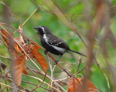 Male White-fringed Antwren