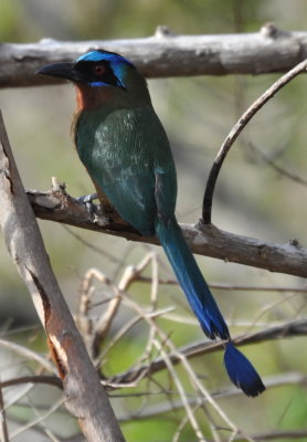 Trinidad Motmot