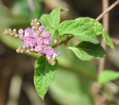 Pink flower