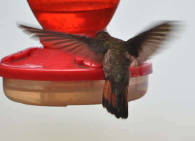Ruby Topaz hummingbird