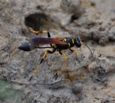 Mud Dauber Wasp, MS Gulf Coast, May 15, 2009