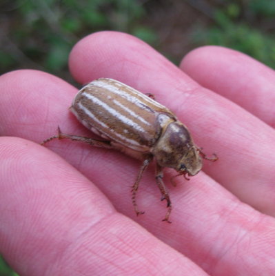 Beetle, MS Gulf Coast, May 15, 2009