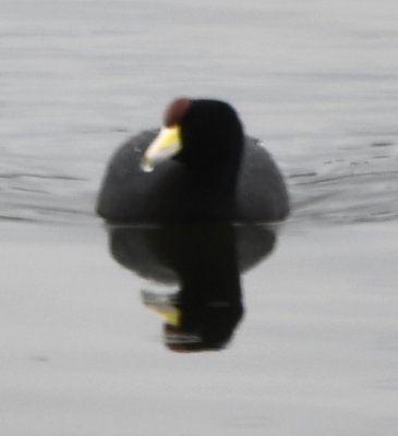 Andean Coot with yellow on bill and red shield
At Quito Airport water retention pond, Quito, Ecuador