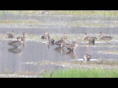 Yellow-billed Pintails
On the far side of Quito Airport water retention pond