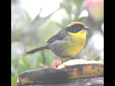Yellow-breasted Brushfinch
at Reserva Yanacocha, Ecuador