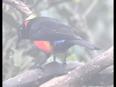 Scarlet-bellied Mountain-Tanager (note blue 'petticoat')
at Reserva Yanacocha, Ecuador
