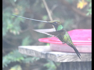 Sword-billed Hummingbird
at Reserva Yanacocha, Ecuador