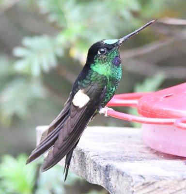 Male Buff-winged Starfrontlet
at Reserva Yanacocha, Ecuador