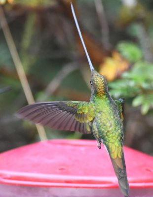 Sword-billed Hummingbird
at Reserva Yanacocha, Ecuador