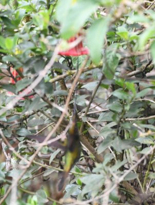 Fuzzy shot of Sword-billed Hummingbird approaching Brugmansia flower
at Reserva Yanacocha, Ecuador