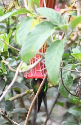 Sword-billed Hummingbird inside a Brugmansia flower
at Reserva Yanacocha, Ecuador